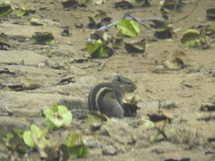 Funambulus palmarum