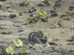Funambulus palmarum