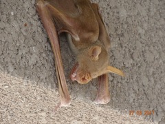 Macronycteris vittatus