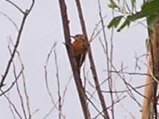 Micropternus brachyurus