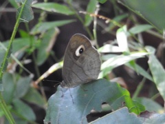 Mycalesis junonia
