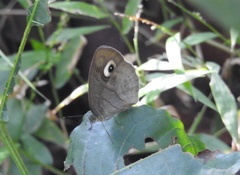 Mycalesis junonia