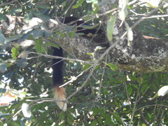 Ratufa indica