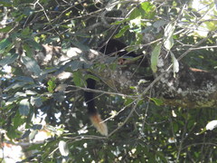 Ratufa indica