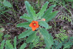 Pterodiscus cinnabarinus
