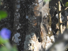 Funambulus palmarum