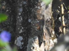 Funambulus palmarum