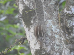 Funambulus palmarum