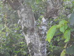 Funambulus palmarum