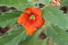 Pterodiscus cinnabarinus