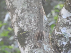 Funambulus palmarum