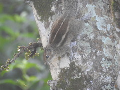 Funambulus palmarum