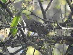 Funambulus palmarum