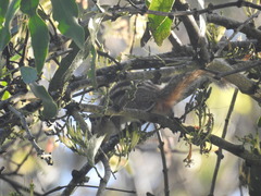 Funambulus palmarum