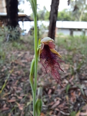 Calochilus gracillimus