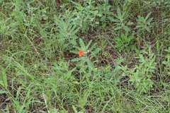 Pterodiscus cinnabarinus