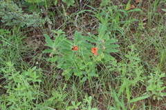 Pterodiscus cinnabarinus