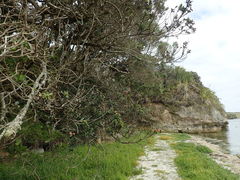 Myrsine chathamica