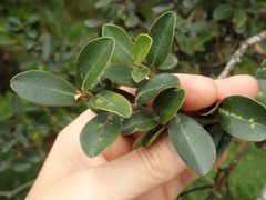 Myrsine chathamica