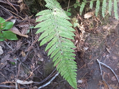 Polystichum dudleyi