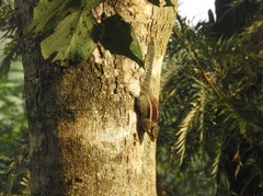 Funambulus palmarum