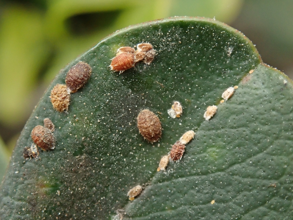 Acanthococcus chathamensis