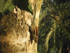 Funambulus palmarum