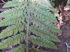 Polystichum dudleyi