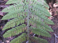 Polystichum dudleyi