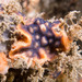Celleporaria nodulosa - Photo (c) Marine Explorer (Dr John Turnbull), some rights reserved (CC BY-NC-SA)