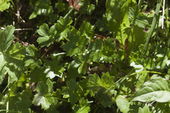 Ranunculus crassifolius