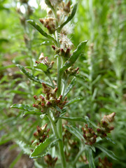 Gamochaeta antillana