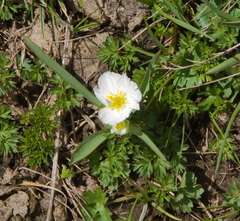 Ranunculus kuepferi