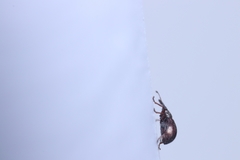 Neocyba metrosideros