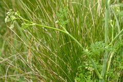 Conium fontanum