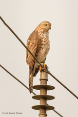Accipiter badius