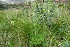 Conium fontanum