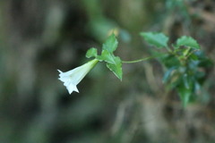 Tripterospermum luzonense