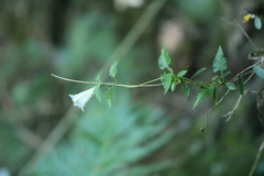 Tripterospermum luzonense