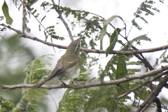 Phylloscopus trochiloides
