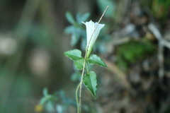 Tripterospermum luzonense