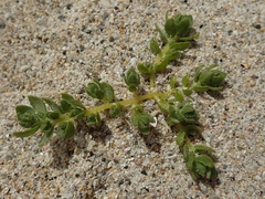 Atriplex billardierei
