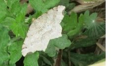 Macaria shanghaisaria