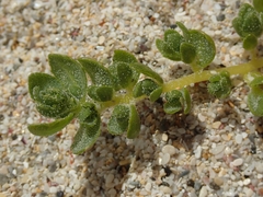 Atriplex billardierei
