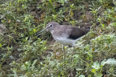 Tringa ochropus