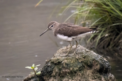 Tringa ochropus