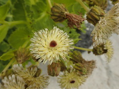 Sonchus grandifolius