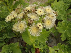 Sonchus grandifolius
