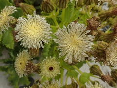 Sonchus grandifolius