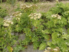 Sonchus grandifolius